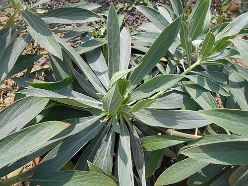 Echium vulcanorum: Echium vulcanorum , Botanischer Garten Berlin.