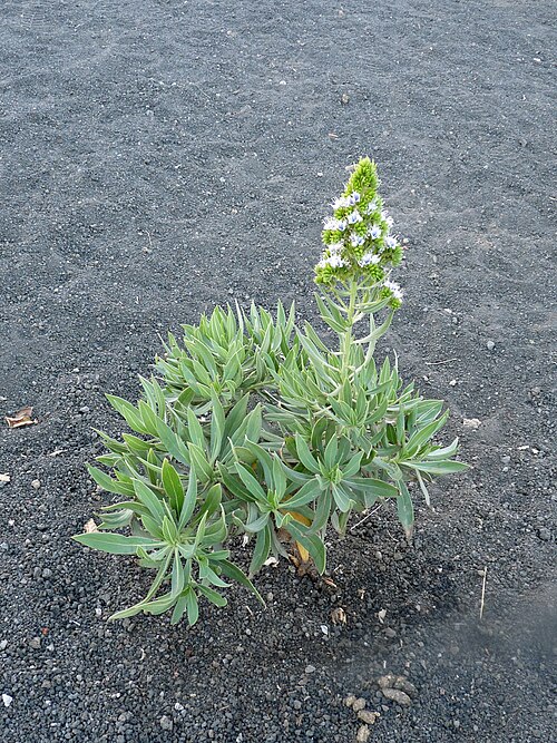 Echium vulcanorum: Chã das Caldeiras : Echium vulcanorum (Lingua-de-Vaca), espèce endémique de l'île de Fogo