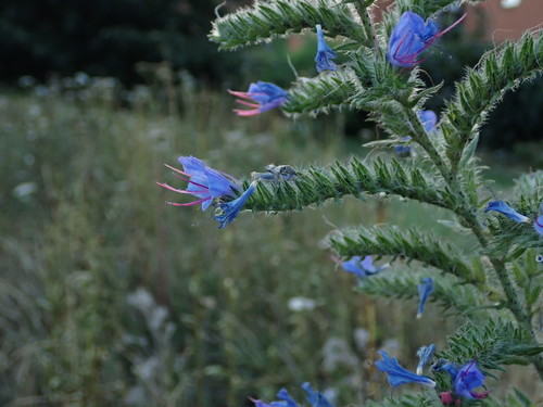 Common viper's bugloss (Echium vulgare)