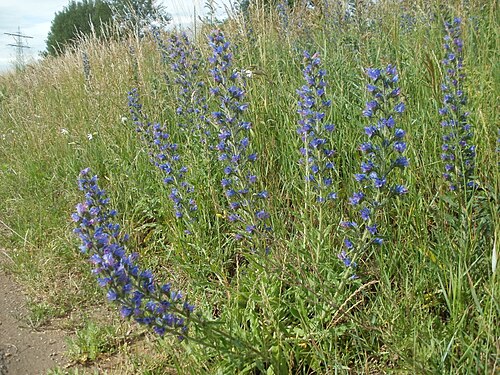 Common viper's bugloss: Natterkopf in Hockenheim