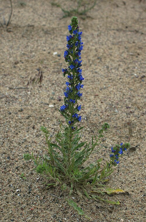 Common viper's bugloss: Echium vulgare
