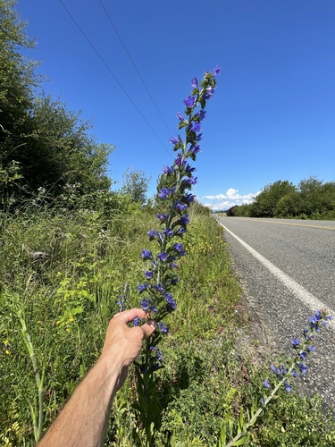 Common viper's bugloss (Echium vulgare)