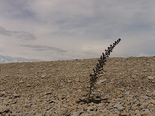 Common viper's bugloss: Echium vulgare in Osmussaar , Estonia .