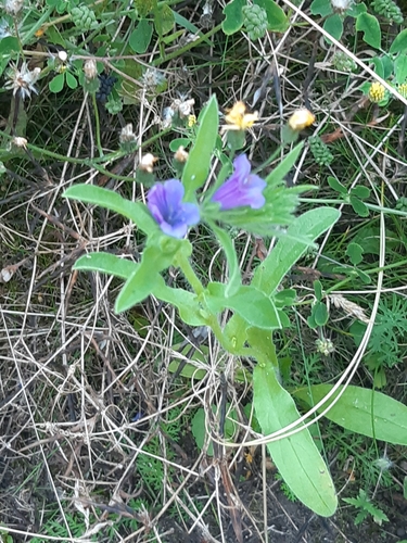 Common viper's bugloss (Echium vulgare)