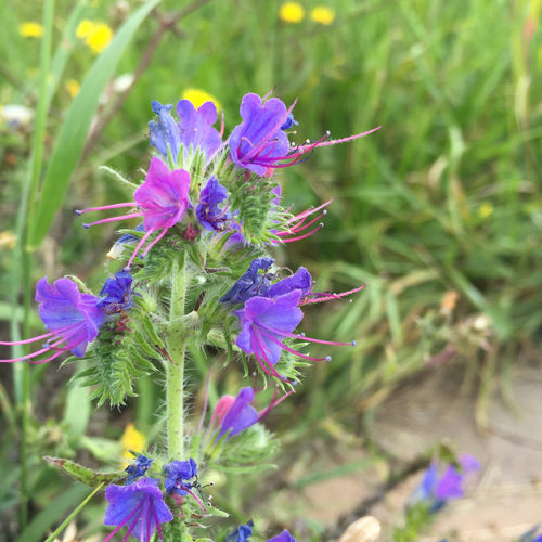 Common viper's bugloss (Echium vulgare)