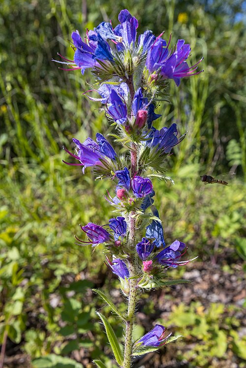 Common viper's bugloss: Vipérine commune (Echium vulgare) au Terril Saint Marie d'Auberchicourt