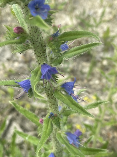 Common viper's bugloss (Echium vulgare)
