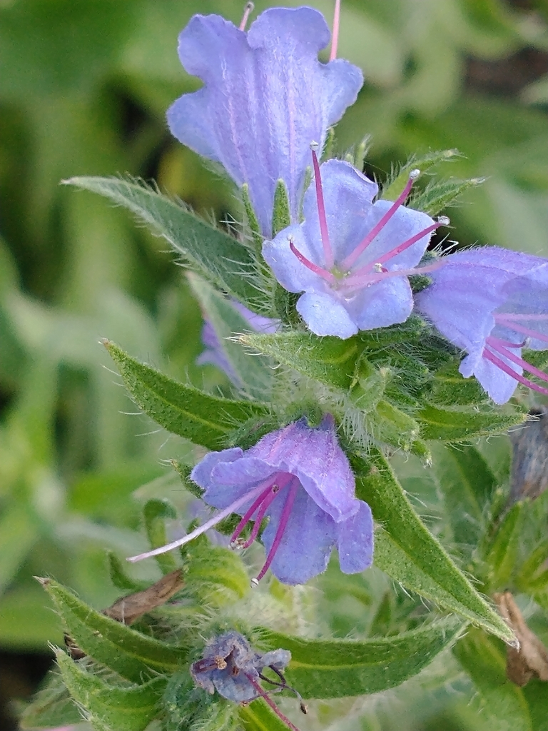 Common viper's bugloss (Echium vulgare)