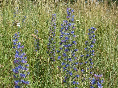 Common viper's bugloss: Natternkopf (Echium vulgare) in Hockenheim