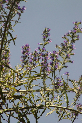 Common viper's bugloss (Echium vulgare)