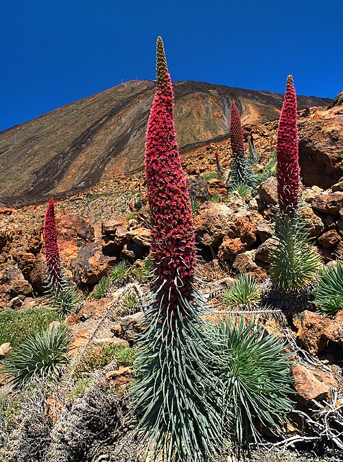 Red bugloss: Red Mount Teide bugloss ( Echium wildpretii ); Las Cañadas, Tenerife, Spain