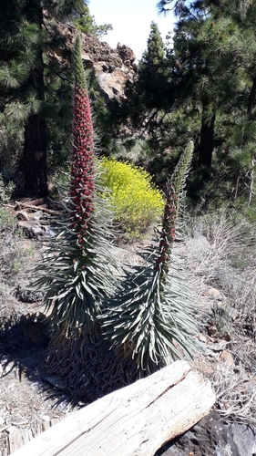 Red bugloss (Echium wildpretii)