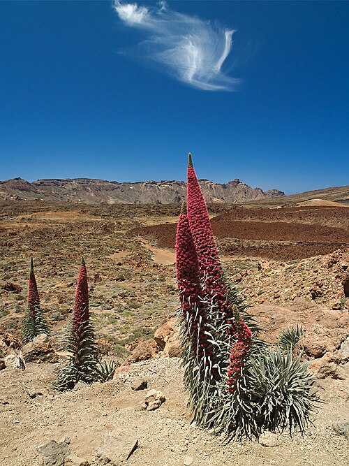 Red bugloss: Red Mount Teide bugloss ( Echium wildpretii ), Tenerife, Spain