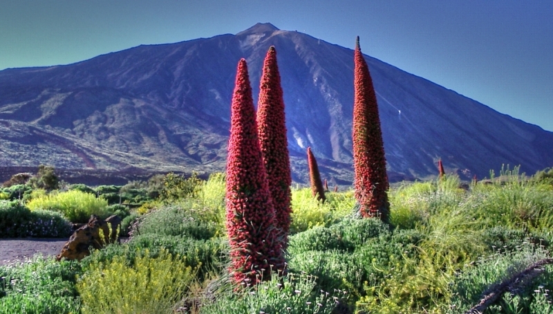 Red bugloss: Echium Wildpretii growing in front of the Teide volcano Tenerife, Canary Islands.