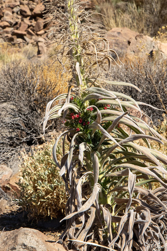 Red bugloss (Echium wildpretii)