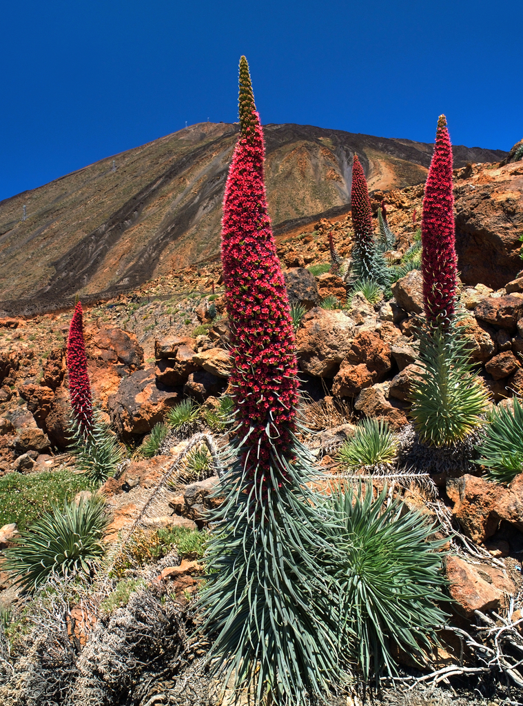 Red bugloss (Echium wildpretii)