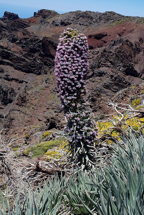 Red bugloss: Habitus of Echium wildpretii ssp. trichosiphon , Roque de los Muchachos, La Palma, Spain