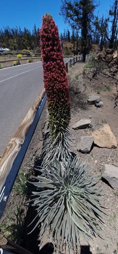 Red bugloss (Echium wildpretii)