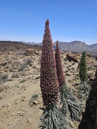 Red bugloss (Echium wildpretii)