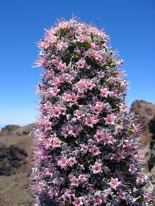 Red bugloss: Echium wildpretii ssp. trichosiphon , Roque de los Muchachos, La Palma, Spain