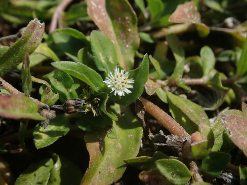 False daisy (Eclipta prostrata)