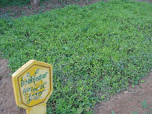 False daisy: This media file was uploaded as a part of the TamilWiki Media Contest .