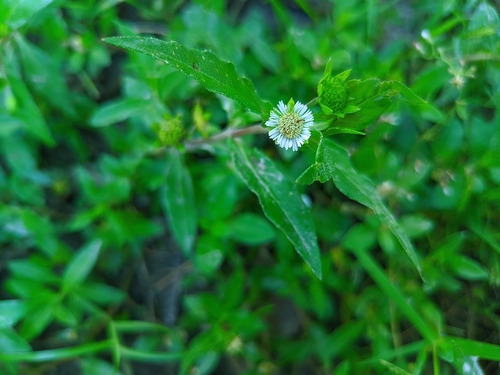 False daisy (Eclipta prostrata)