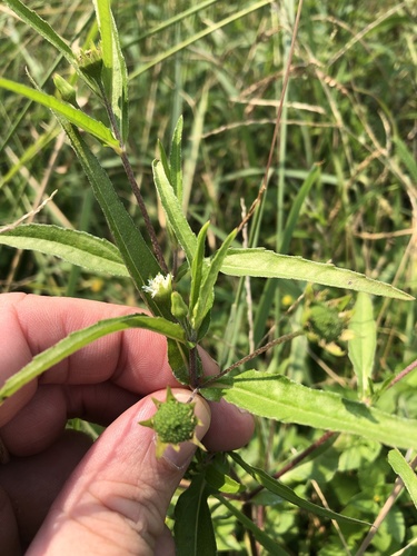 False daisy (Eclipta prostrata)