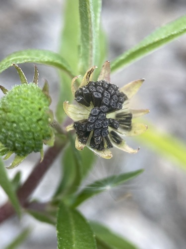 False daisy (Eclipta prostrata)