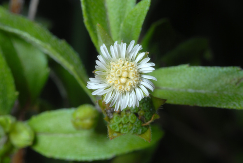 False daisy (Eclipta prostrata)