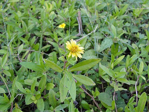 False daisy: A closeup of Eclipta alba