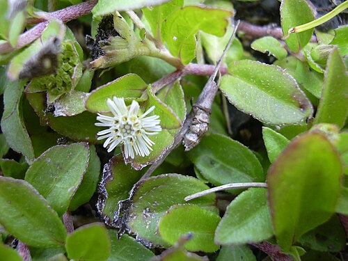 False daisy: Eclipta prostrata (flower). Location: Maui, Hana Hwy