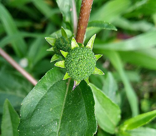 False daisy: Eclipta prostrata (L.) L., 1771