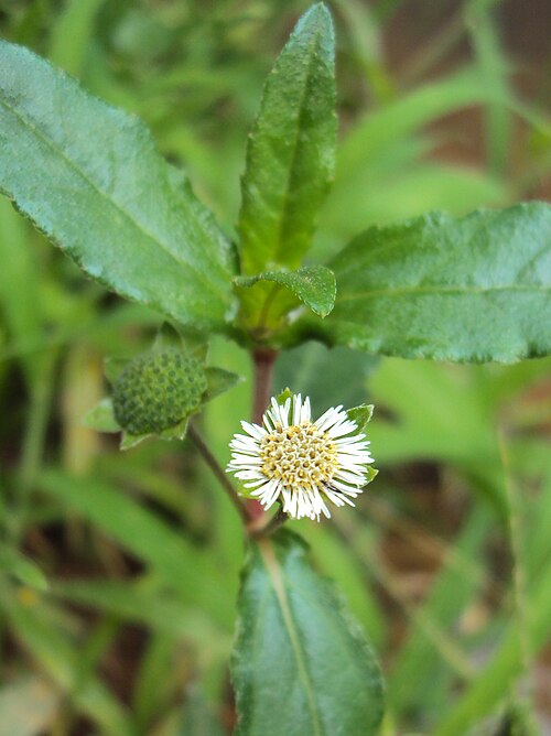 False daisy: Flowers