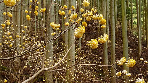 Oriental paperbush: Plant community of Edgeworthia chrysantha This image was taken at "Mitsumata no Mori", Asakayama, Kameyama , Mie , Japan .
