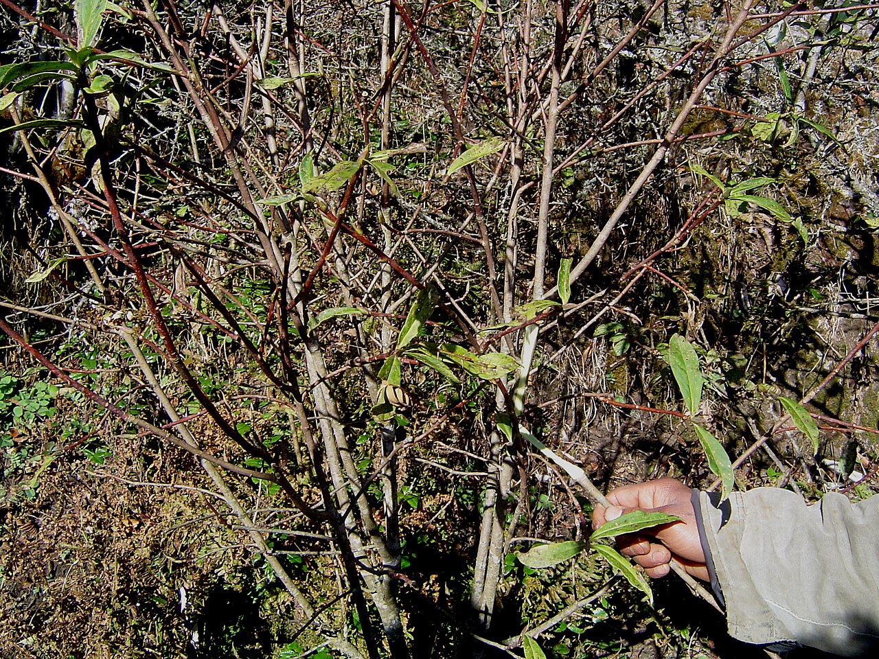 Argelee: Edgeworthia gardneri, Nepalese paperbush