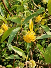Argelee (Edgeworthia gardneri)