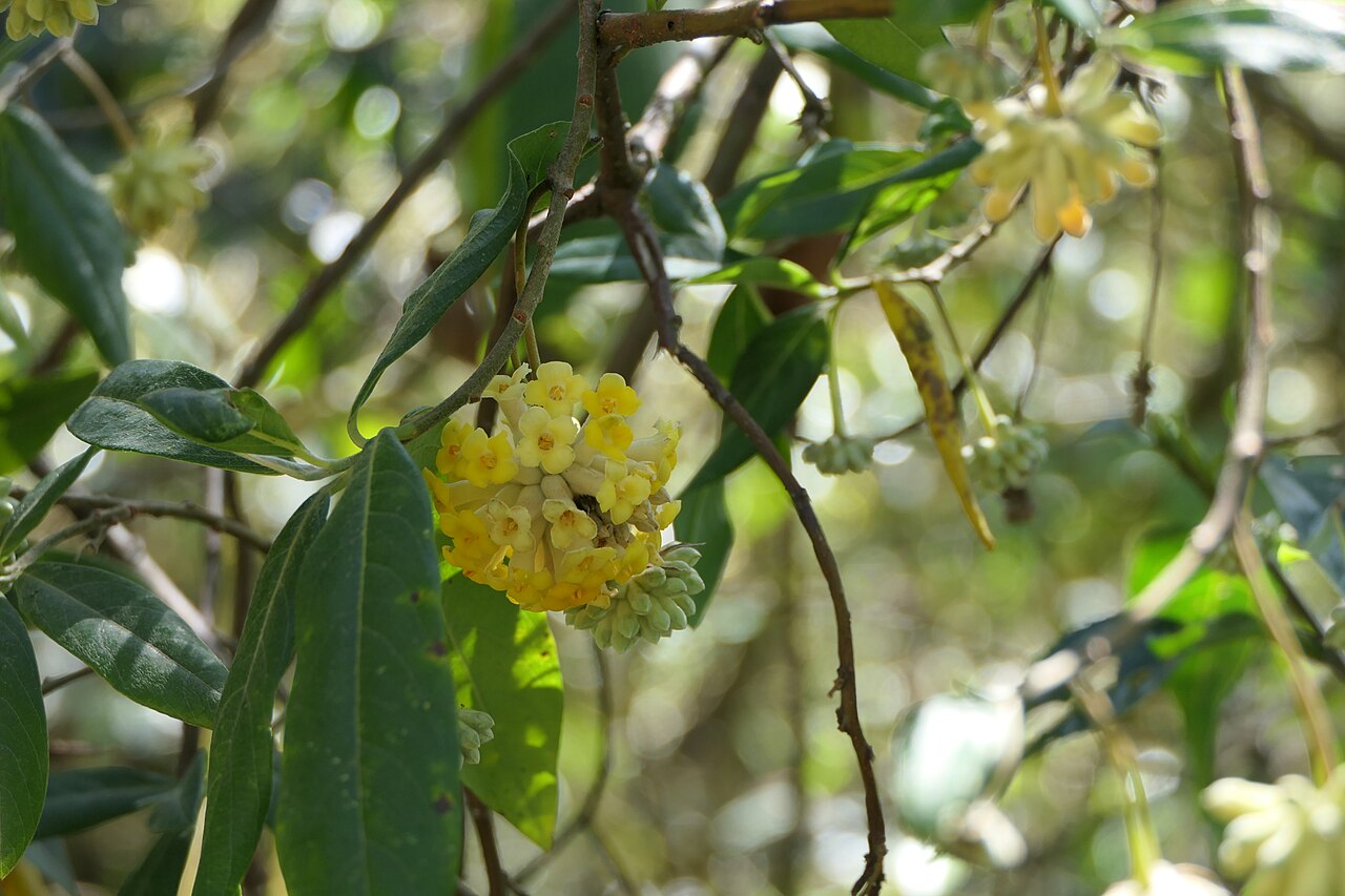 Argelee: Edgeworthia gardneri (Wall.) Meisn.
