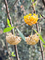 Argelee (Edgeworthia gardneri)