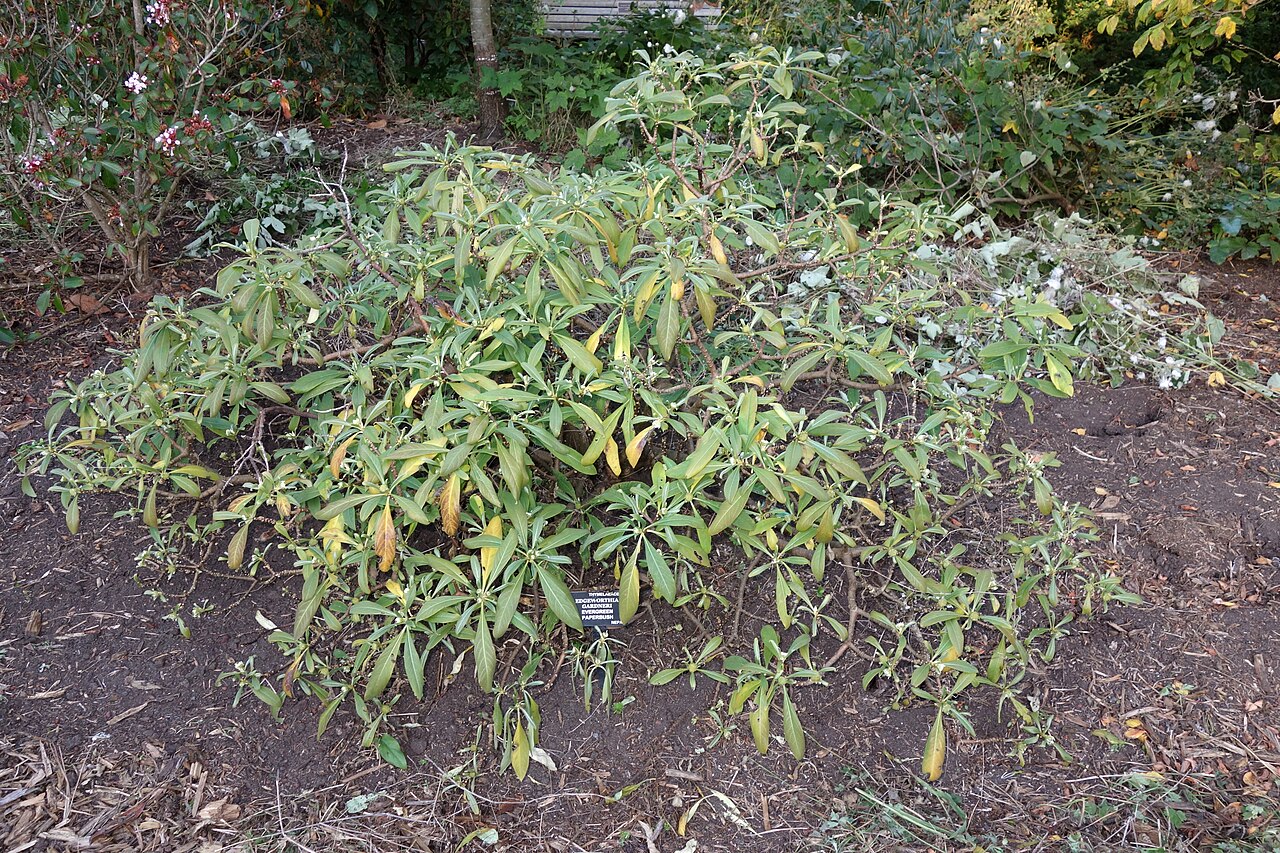 Argelee: Botanical specimen in the San Francisco Botanical Garden, San Francisco, California, USA.