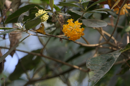 Argelee (Edgeworthia gardneri)