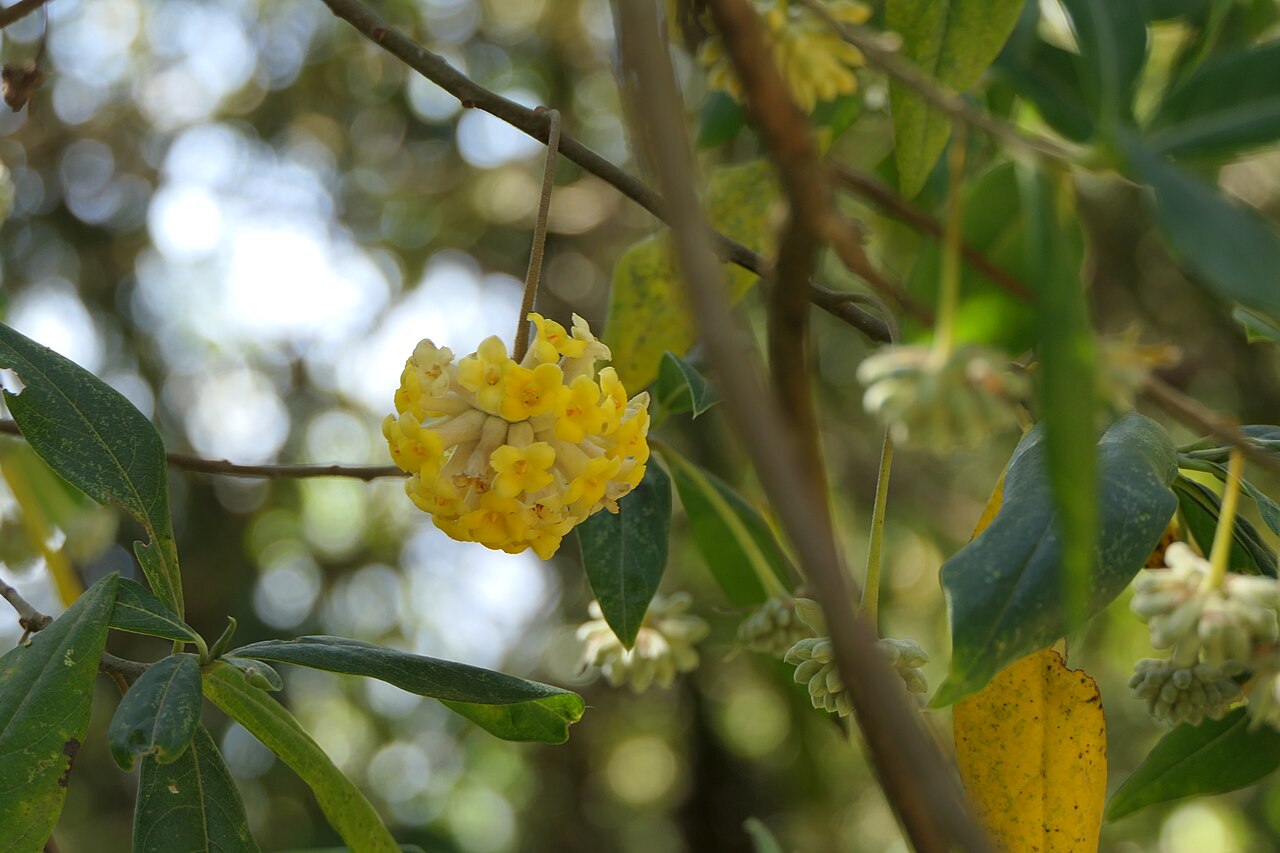 Argelee: Edgeworthia gardneri (Wall.) Meisn.