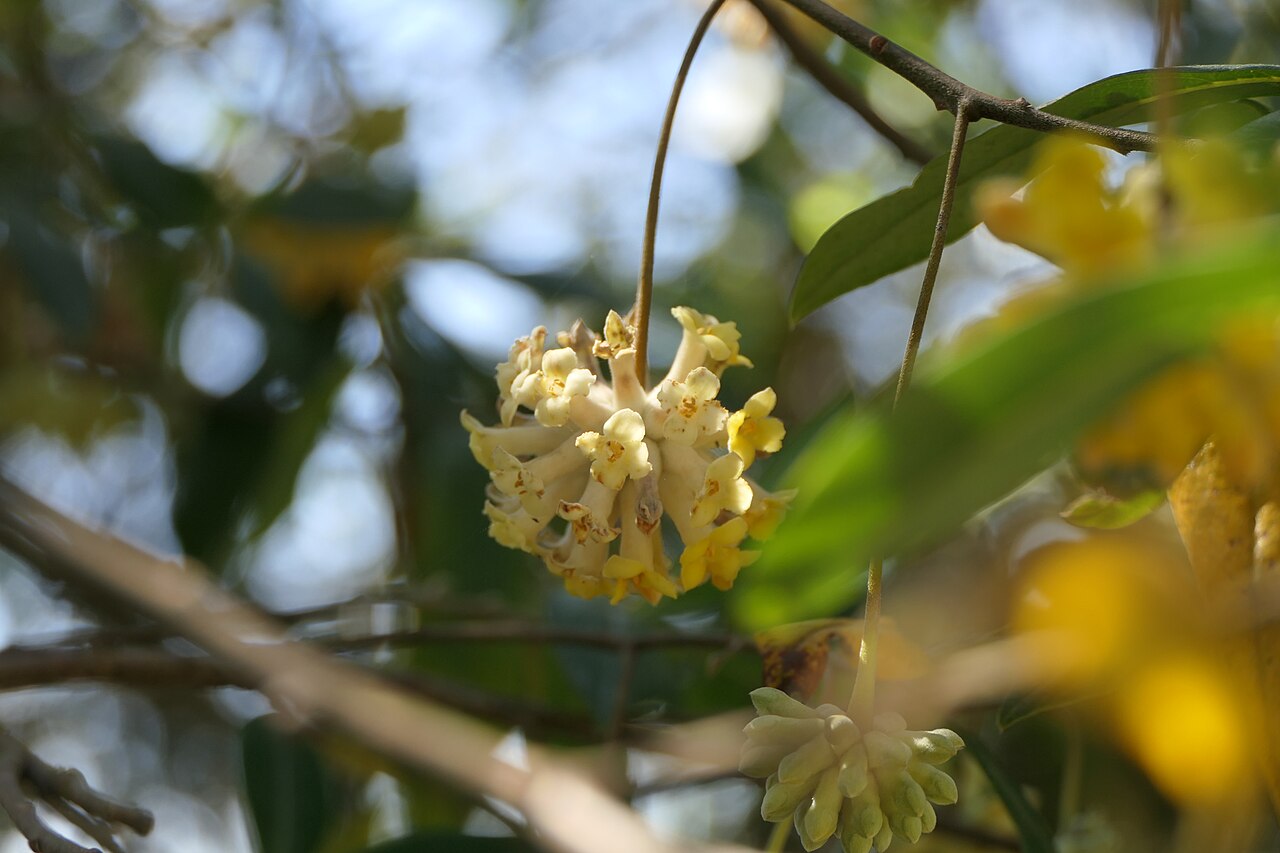Argelee: Edgeworthia gardneri (Wall.) Meisn.