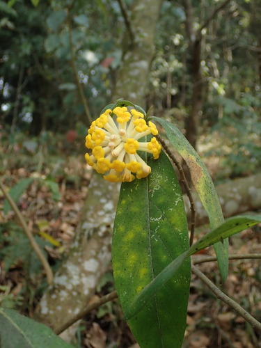 Argelee (Edgeworthia gardneri)