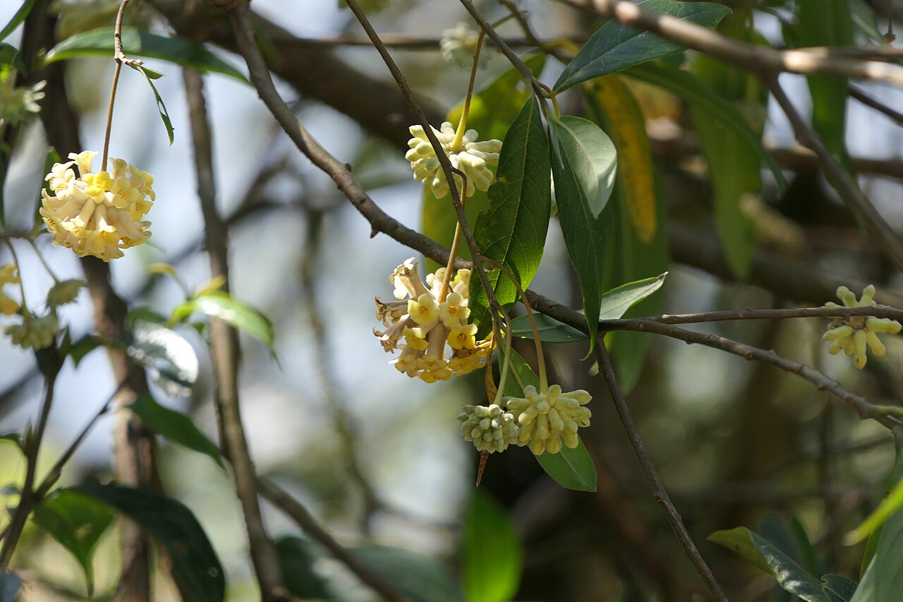Argelee: Edgeworthia gardneri (Wall.) Meisn.