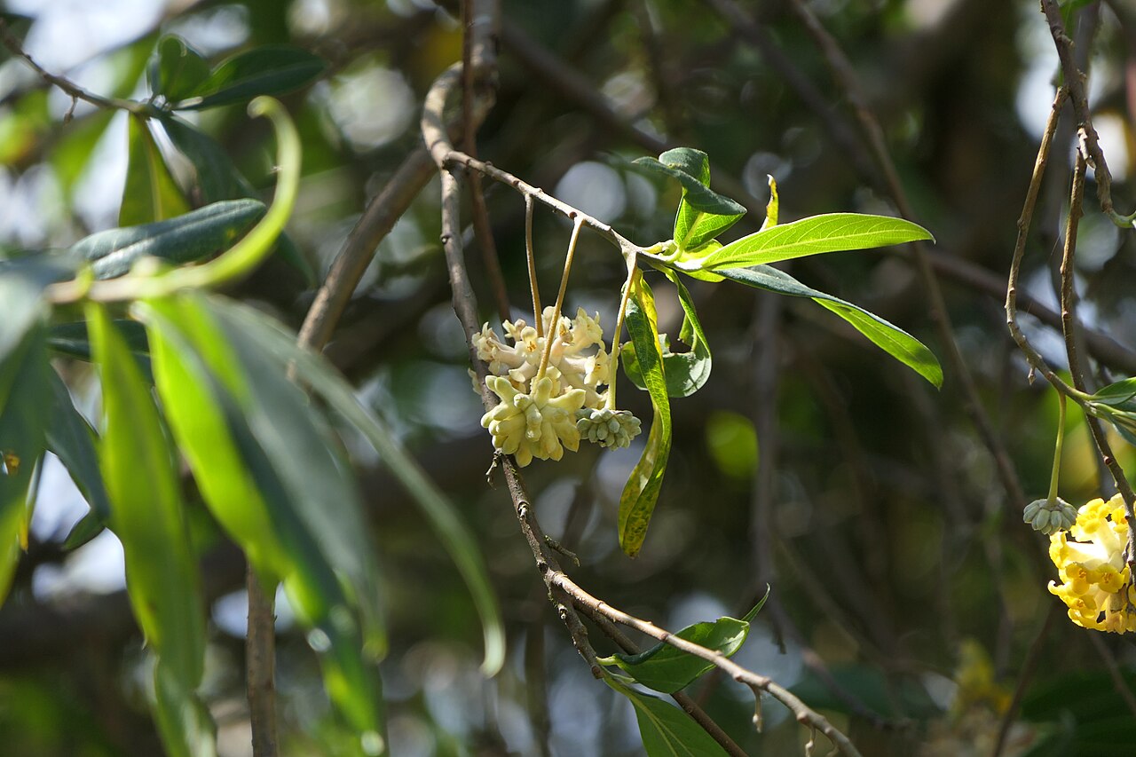 Argelee: Edgeworthia gardneri (Wall.) Meisn.