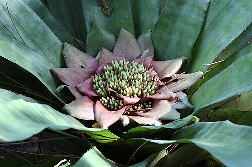 Edmundoa lindenii: Edmundoa_lindenii, probably var. rosea