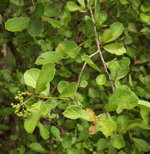 Ehretia amoena (Ehretia amoena)