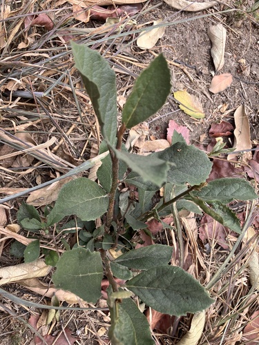 Ehretia amoena (Ehretia amoena)