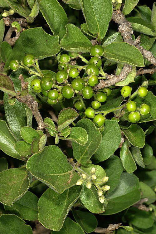 Ehretia amoena: Ehretia amoena , green fruit and flower buds; savannah near Ha-Tshikonelo, Venda, Limpopo, South Africa